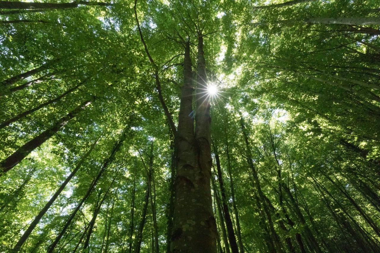 Mas Rural El Negre Pansiyon Ogassa Dış mekan fotoğraf